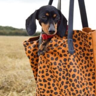 A nod to National Dog Day ...I missed it but look at this pic of Margaret !!! All the smiles here ? ❤️ #nationaldogday? #doggybag #minitote #leopardprint #totebag #leatherbag #sausagedog Photo @florafairweather ❤️❤️